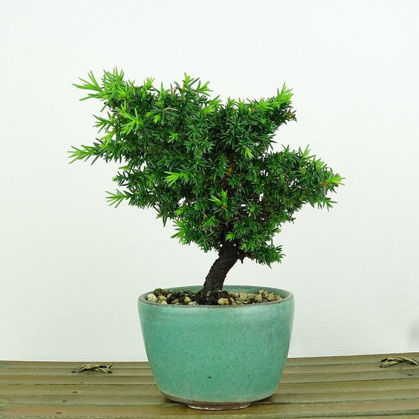 盆栽 杉 樹高 約12cm すぎ Cryptomeria japonica スギ ヒノキ科 スギ属 常緑樹 観賞用 小品 w1152871576