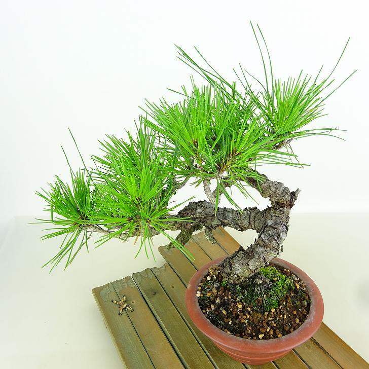 盆栽 松 赤松 樹高 約20cm あかまつ Pinus densiflora アカマツ red pine マツ科 常緑樹 観賞用 小品 k1152857681