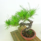 盆栽 松 赤松 樹高 約20cm あかまつ Pinus densiflora アカマツ red pine マツ科 常緑樹 観賞用 小品 k1152857681