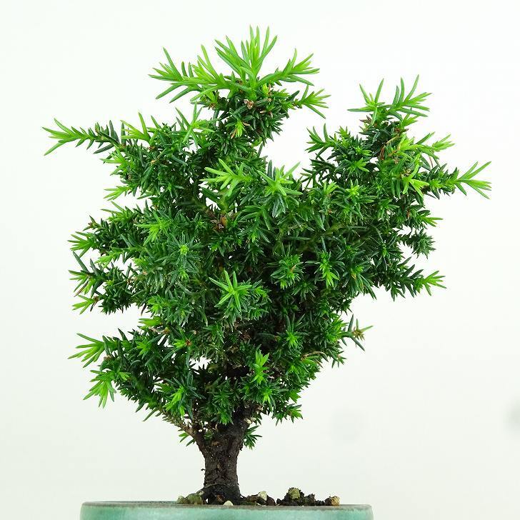 盆栽 杉 樹高 約12cm すぎ Cryptomeria japonica スギ ヒノキ科 スギ属 常緑樹 観賞用 小品 w1152871576