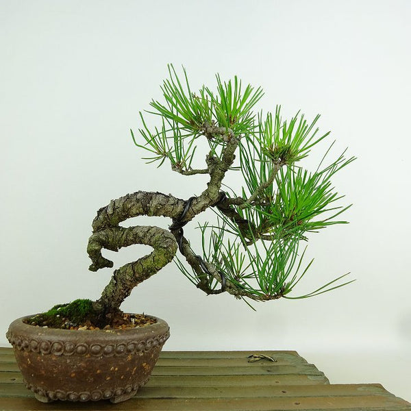 盆栽 松 赤松 樹高 約17cm あかまつ Pinus densiflora アカマツ red pine マツ科 常緑樹 観賞用 小品 f1152866005