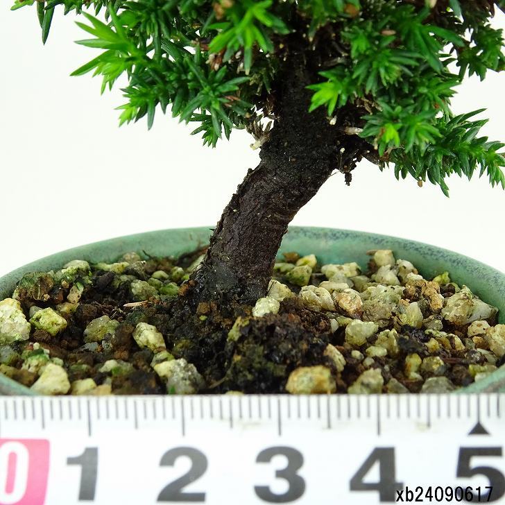 盆栽 杉 樹高 約12cm すぎ Cryptomeria japonica スギ ヒノキ科 スギ属 常緑樹 観賞用 小品 w1152871576