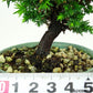 盆栽 杉 樹高 約12cm すぎ Cryptomeria japonica スギ ヒノキ科 スギ属 常緑樹 観賞用 小品 w1152871576