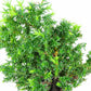 盆栽 杉 樹高 約12cm すぎ Cryptomeria japonica スギ ヒノキ科 スギ属 常緑樹 観賞用 小品 w1152871576