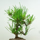 盆栽 松 赤松 樹高 約17cm あかまつ Pinus densiflora アカマツ red pine マツ科 常緑樹 観賞用 小品 f1152866005