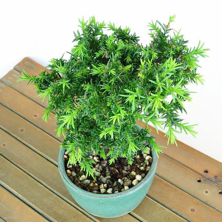 盆栽 杉 樹高 約12cm すぎ Cryptomeria japonica スギ ヒノキ科 スギ属 常緑樹 観賞用 小品 w1152871576