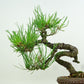 盆栽 松 赤松 樹高 約17cm あかまつ Pinus densiflora アカマツ red pine マツ科 常緑樹 観賞用 小品 f1152866005