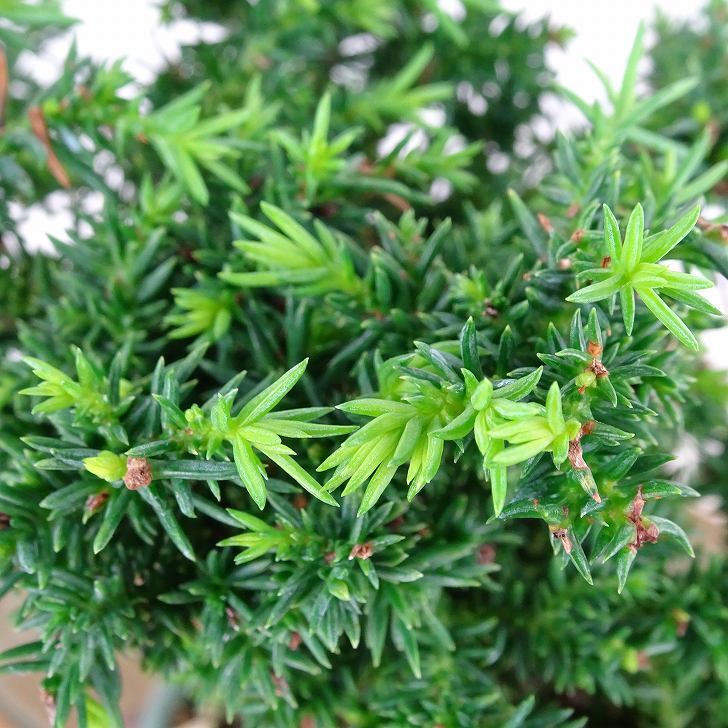 盆栽 杉 樹高 約12cm すぎ Cryptomeria japonica スギ ヒノキ科 スギ属 常緑樹 観賞用 小品 w1152871576