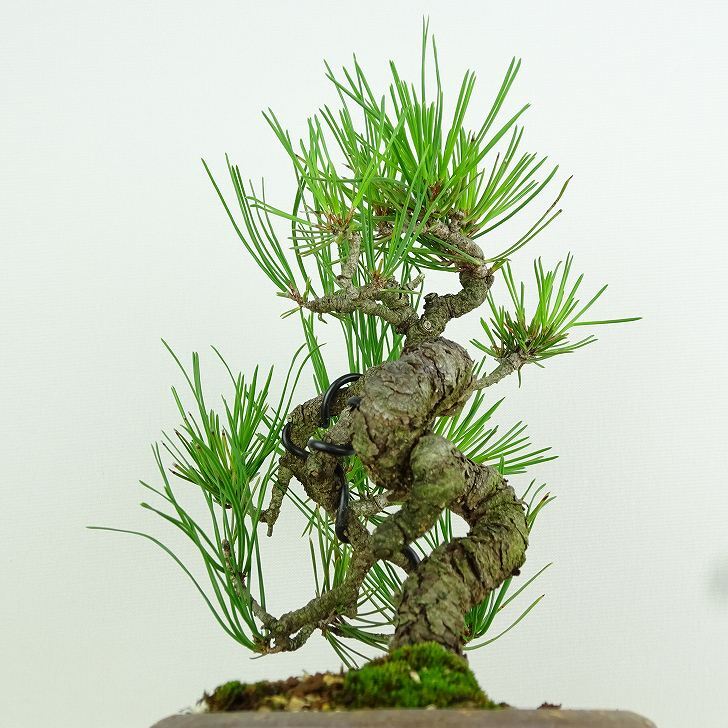 盆栽 松 赤松 樹高 約17cm あかまつ Pinus densiflora アカマツ red pine マツ科 常緑樹 観賞用 小品 f1152866005