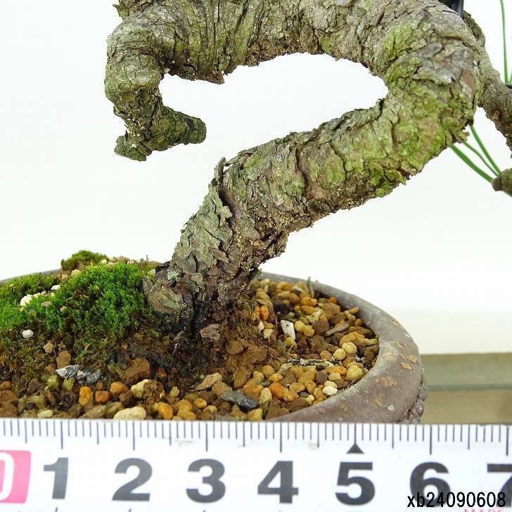 盆栽 松 赤松 樹高 約17cm あかまつ Pinus densiflora アカマツ red pine マツ科 常緑樹 観賞用 小品 f1152866005