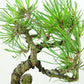 盆栽 松 赤松 樹高 約17cm あかまつ Pinus densiflora アカマツ red pine マツ科 常緑樹 観賞用 小品 f1152866005