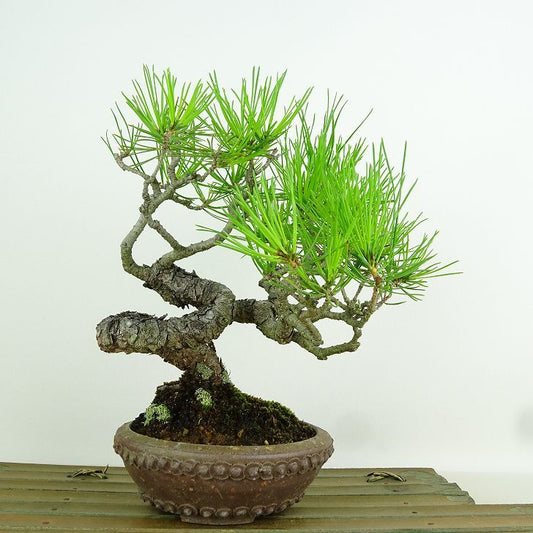 盆栽 松 赤松 樹高 約19cm あかまつ Pinus densiflora アカマツ red pine マツ科 常緑樹 観賞用 小品 u1152886827