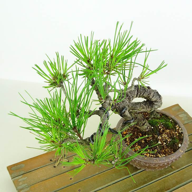 盆栽 松 赤松 樹高 約17cm あかまつ Pinus densiflora アカマツ red pine マツ科 常緑樹 観賞用 小品 f1152866005