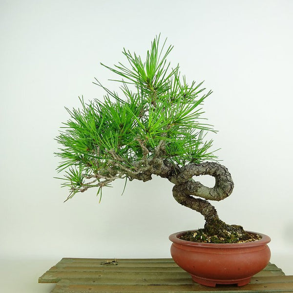 盆栽 松 赤松 樹高 約22cm あかまつ Pinus densiflora アカマツ red pine マツ科 常緑樹 観賞用 v1152875309