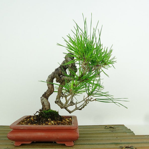 盆栽 松 赤松 樹高 約20cm あかまつ Pinus densiflora アカマツ red pine マツ科 常緑樹 観賞用 小品 h1152882360