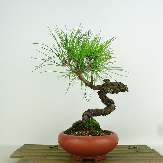 盆栽 松 赤松 樹高 約22cm あかまつ Pinus densiflora アカマツ red pine マツ科 常緑樹 観賞用 x1152862972