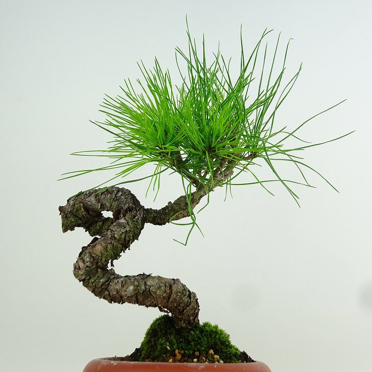 盆栽 松 赤松 樹高 約22cm あかまつ Pinus densiflora アカマツ red pine マツ科 常緑樹 観賞用 x1152862972