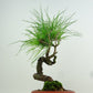 盆栽 松 赤松 樹高 約22cm あかまつ Pinus densiflora アカマツ red pine マツ科 常緑樹 観賞用 x1152862972