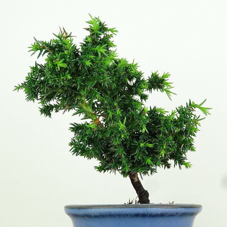 盆栽 杉 樹高 約11cm すぎ Cryptomeria japonica スギ ヒノキ科 スギ属 常緑樹 観賞用 小品 x1152860278