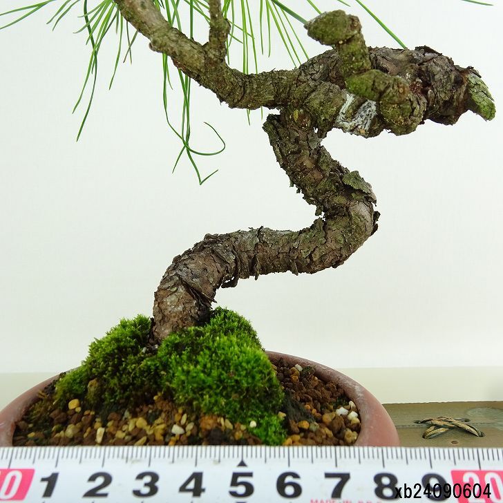 盆栽 松 赤松 樹高 約22cm あかまつ Pinus densiflora アカマツ red pine マツ科 常緑樹 観賞用 x1152862972