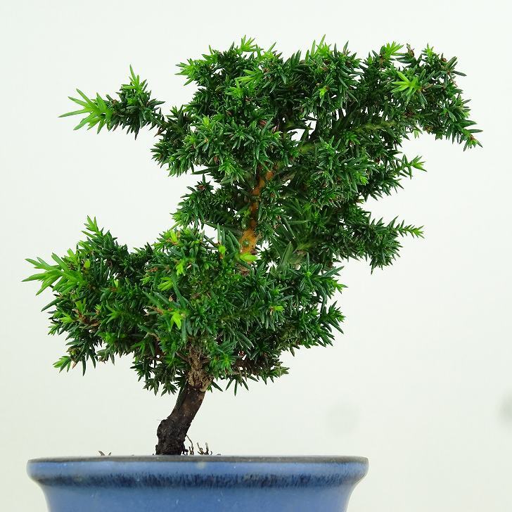 盆栽 杉 樹高 約11cm すぎ Cryptomeria japonica スギ ヒノキ科 スギ属 常緑樹 観賞用 小品 x1152860278