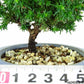 盆栽 杉 樹高 約11cm すぎ Cryptomeria japonica スギ ヒノキ科 スギ属 常緑樹 観賞用 小品 x1152860278