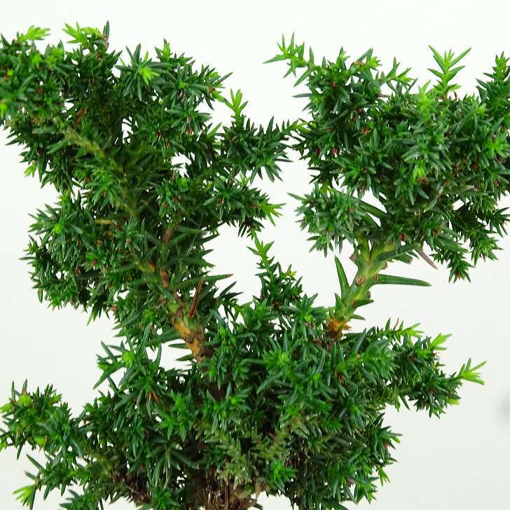 盆栽 杉 樹高 約11cm すぎ Cryptomeria japonica スギ ヒノキ科 スギ属 常緑樹 観賞用 小品 x1152860278