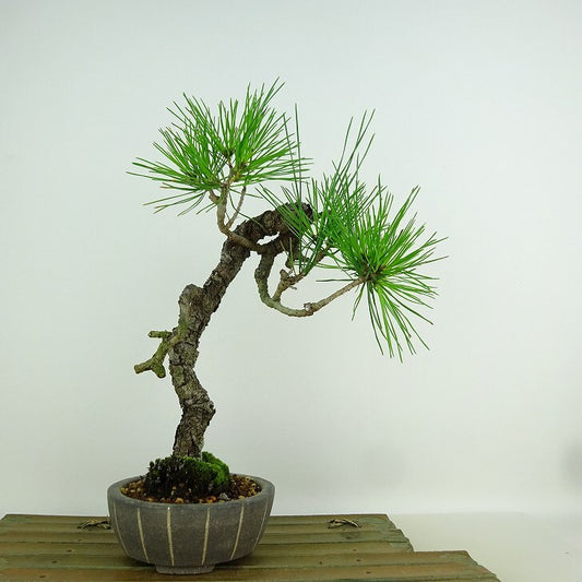 盆栽 松 赤松 樹高 約26cm あかまつ Pinus densiflora アカマツ red pine マツ科 常緑樹 観賞用 p1152868250