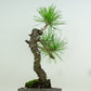 盆栽 松 赤松 樹高 約26cm あかまつ Pinus densiflora アカマツ red pine マツ科 常緑樹 観賞用 p1152868250