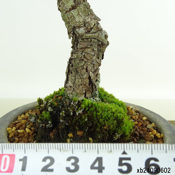 盆栽 松 赤松 樹高 約26cm あかまつ Pinus densiflora アカマツ red pine マツ科 常緑樹 観賞用 p1152868250