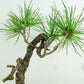 盆栽 松 赤松 樹高 約26cm あかまつ Pinus densiflora アカマツ red pine マツ科 常緑樹 観賞用 p1152868250