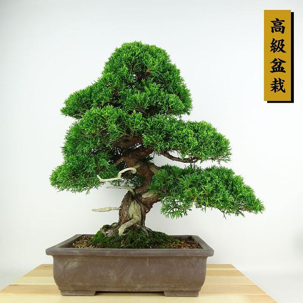 盆栽 真柏 樹高 約34cm しんぱく 高級盆栽 Juniperus chinensis シンパク “ジン シャリ” ヒノキ科 常緑樹 観賞用 e1152870127