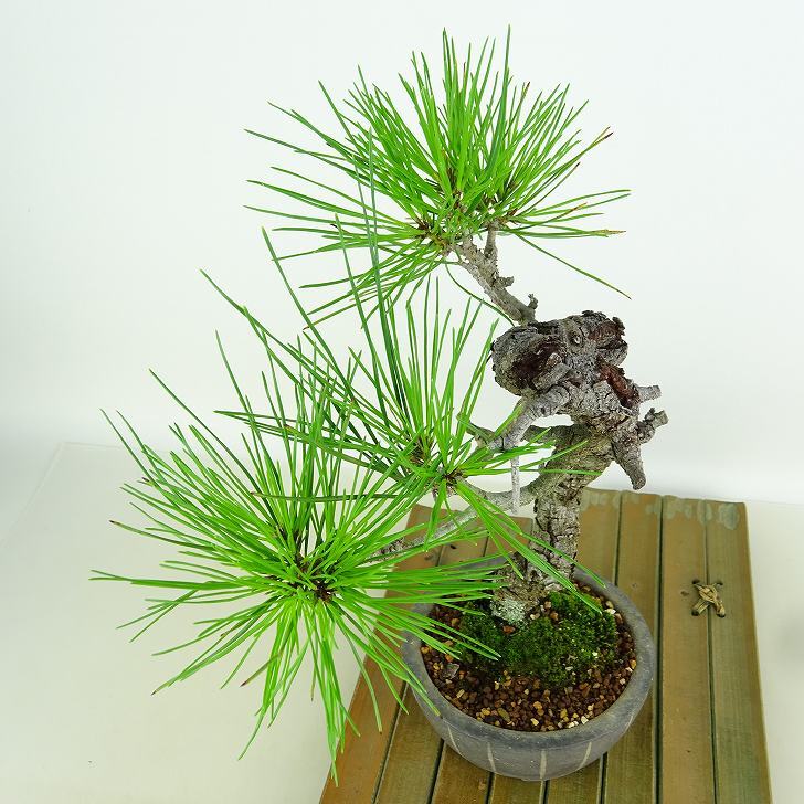 盆栽 松 赤松 樹高 約26cm あかまつ Pinus densiflora アカマツ red pine マツ科 常緑樹 観賞用 p1152868250