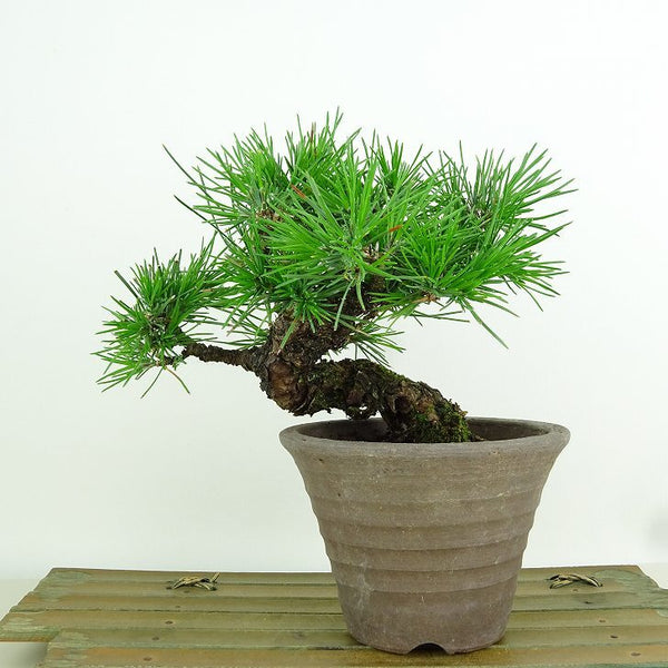 盆栽 松 黒松 樹高 約13cm くろまつ Pinus thunbergii クロマツ マツ科 常緑針葉樹 観賞用 小品 j1153590368