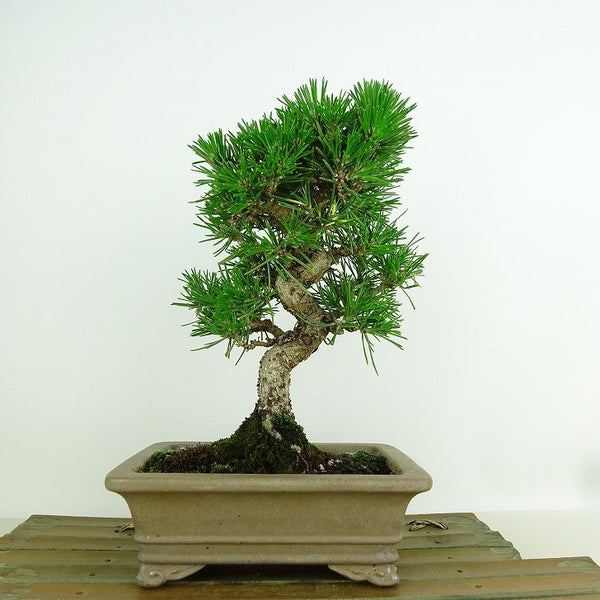 盆栽 松 黒松 樹高 約20cm くろまつ Pinus thunbergii クロマツ マツ科 常緑針葉樹 観賞用 小品 t1153593962