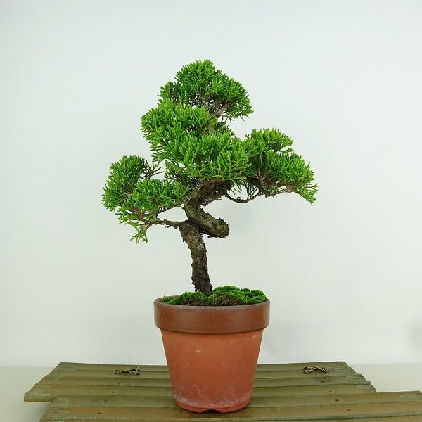 盆栽 真柏 樹高 約19cm しんぱく Juniperus chinensis シンパク ヒノキ科 常緑樹 観賞用 小品 1153591102