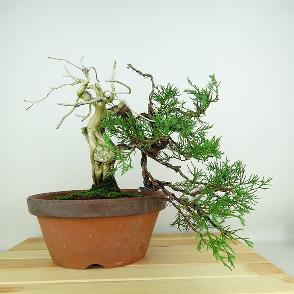 盆栽 真柏 樹高 上下 約25cm しんぱく Juniperus chinensis シンパク “ジン シャリ” ヒノキ科 常緑樹 観賞用 d1153604418