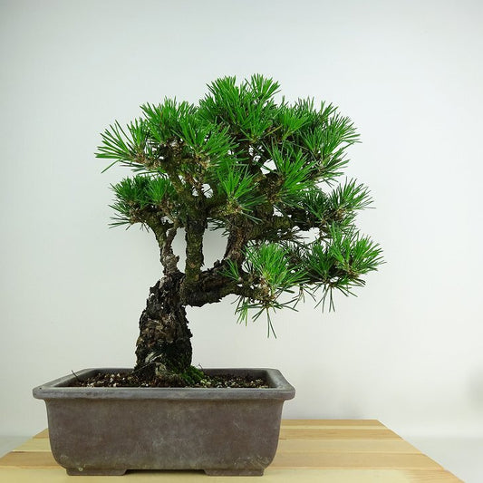 盆栽 松 黒松 千寿丸 樹高 約27cm くろまつ Pinus thunbergii クロマツ マツ科 常緑針葉樹 観賞用 b1153605272