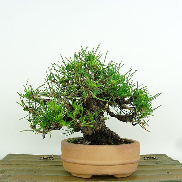 盆栽 松 黒松 樹高 約13cm くろまつ Pinus thunbergii クロマツ マツ科 常緑針葉樹 観賞用 小品 t1153590524