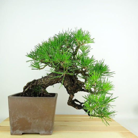 盆栽 松 黒松 樹高 上下 約24cm くろまつ Pinus thunbergii クロマツ マツ科 常緑針葉樹 観賞用 r1153593214