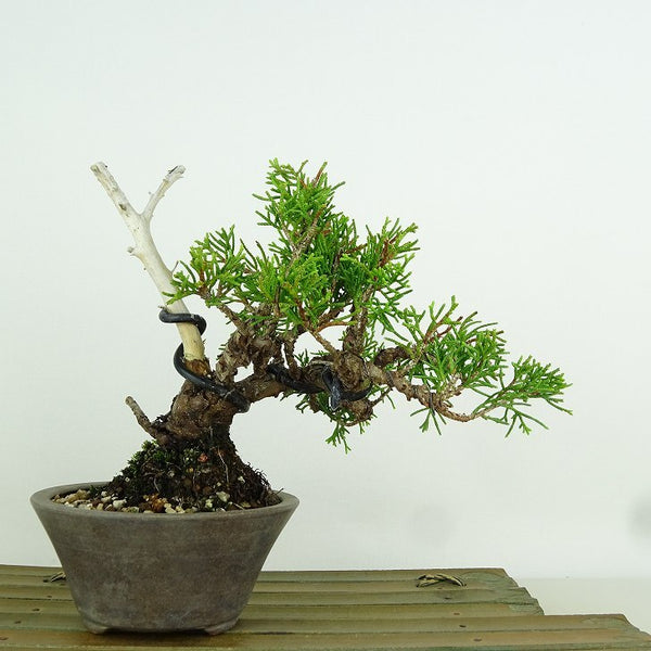 盆栽 真柏 樹高 約14cm しんぱく Juniperus chinensis シンパク “ジン” ヒノキ科 常緑樹 観賞用 小品 p1153610096