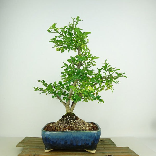 盆栽 こまゆみ 樹高 約29cm Euonymus alatus form ciliatodentatus コマユミ ニシキギ科 落葉広葉樹 観賞用 p1153613390