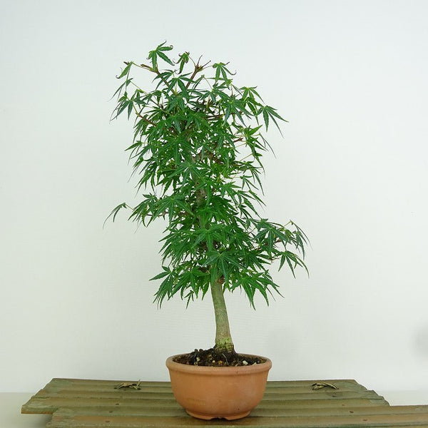 盆栽 紅葉 樹高 約25cm もみじ Acer palmatum モミジ カエデ科 落葉樹 観賞用 l1153623764