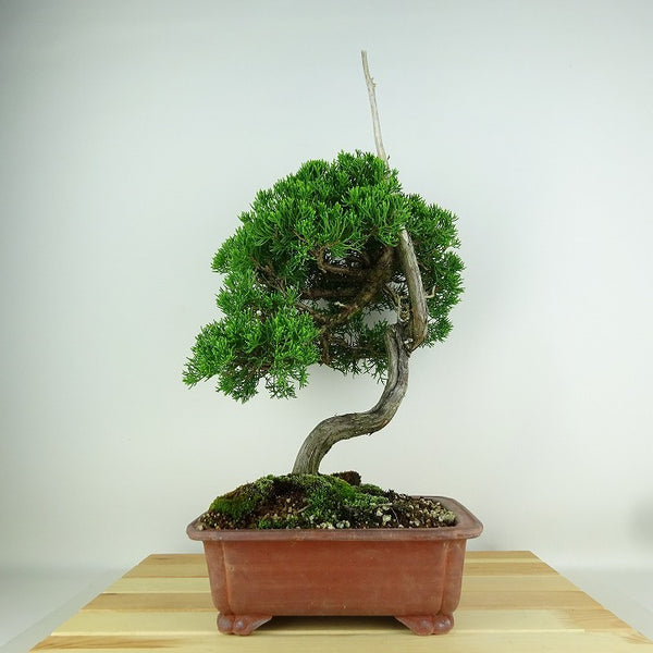 盆栽 真柏 樹高 約41cm しんぱく Juniperus chinensis シンパク ジン ヒノキ科 常緑樹 観賞用 d1154278986