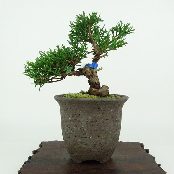 盆栽 真柏 樹高 約10cm しんぱく Juniperus chinensis シンパク ヒノキ科 常緑樹 観賞用 小品 q1154319844