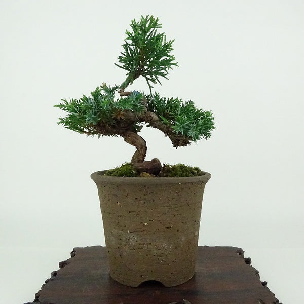 盆栽 真柏 樹高 約11cm しんぱく Juniperus chinensis シンパク ヒノキ科 常緑樹 観賞用 小品 t1154315297