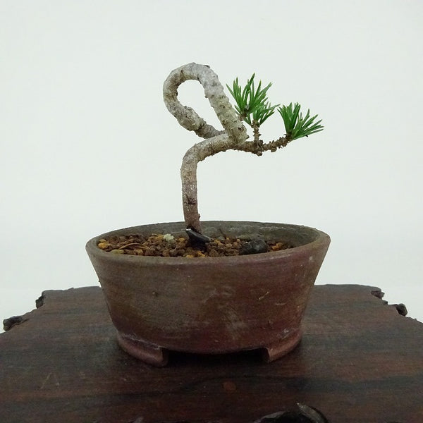 盆栽 松 五葉松 樹高 約6cm ごようまつ Pinus parviflora ゴヨウマツ マツ科 常緑針葉樹 観賞用 小品 g1154344561