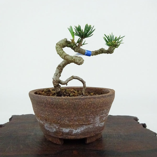 盆栽 松 五葉松 樹高 約6cm ごようまつ Pinus parviflora ゴヨウマツ マツ科 常緑針葉樹 観賞用 小品 u1154353750