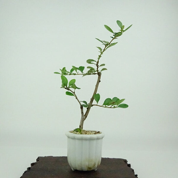 盆栽 梅 長寿梅 樹高 約15cm ちょうじゅばい Chaenomeles japonica 'Chojubai' チョウジュバイ 白 バラ科 ボケ属 落葉樹 観賞用 小品 x1154343534