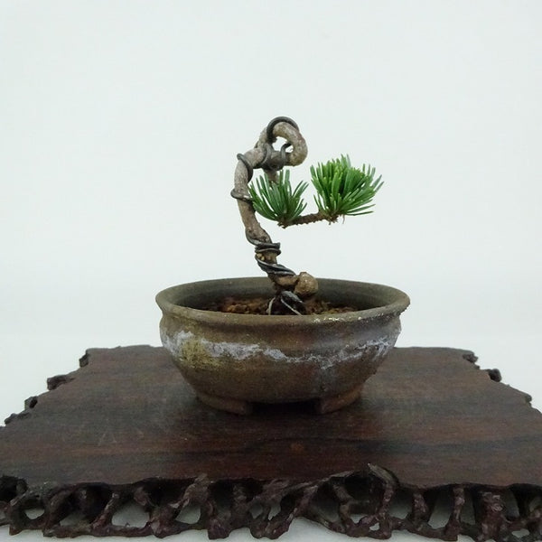 盆栽 松 五葉松 樹高 約6cm ごようまつ Pinus parviflora ゴヨウマツ マツ科 常緑針葉樹 観賞用 小品 u1154366878